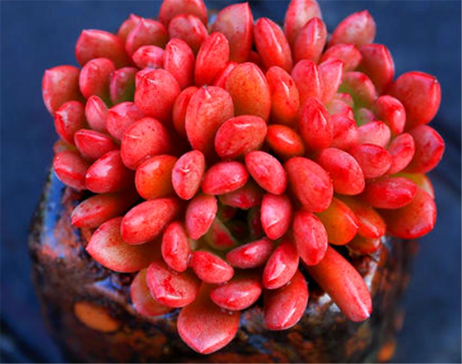 红宝石上色的最佳方法,红宝石怎么增色