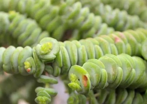 多肉长小黑飞介壳虫用什么药最好,多肉长蚧壳虫应该怎么处理