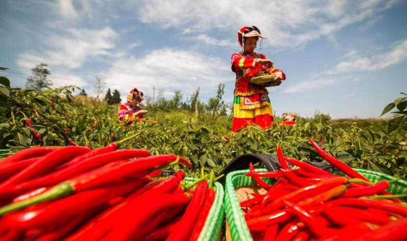 老干妈创始人陶华碧为什么不辣呢,老干妈陶华碧是否缺钱