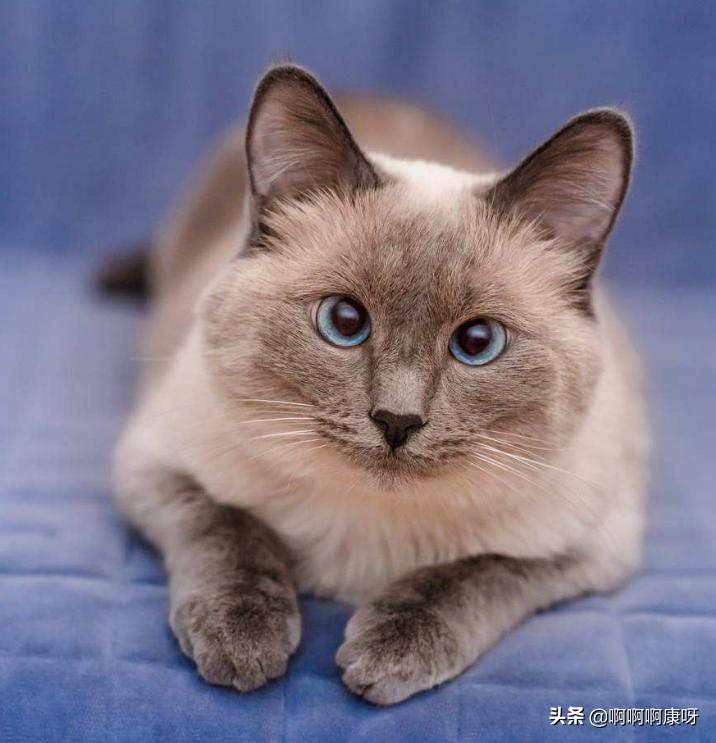 猫咪也爱美搞笑,猫咪戴上美瞳之后气质大变