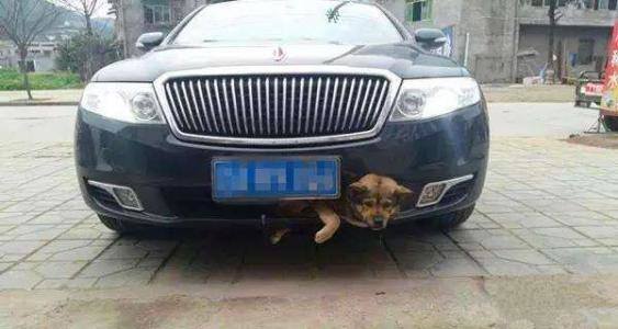 撞了狗逃逸不赔偿被起诉了怎么办,撞了一条狗算是肇事逃逸吗