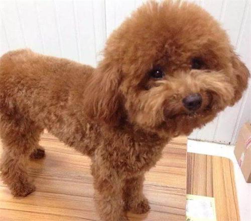 为什么泰迪会有跨骑,为什么泰迪喜欢冲撞过往车