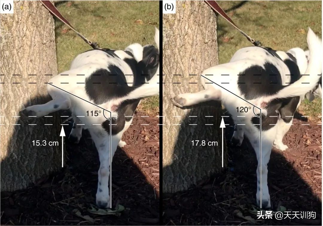 鐙楀瓙鎶吙鎾掑翱,鐙楀瓙鎾掑翱鎶吙