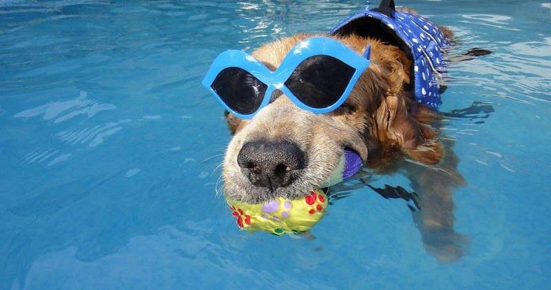 怎么克服游泳时对水的恐惧,新手如何克服恐惧学习游泳