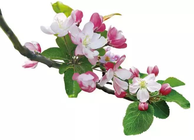 百花图谱大全100幅,工笔百花图谱100种