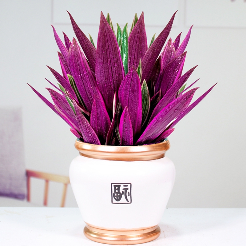 适合阳光暴晒的观叶绿植,适合室内养的高端观叶绿植