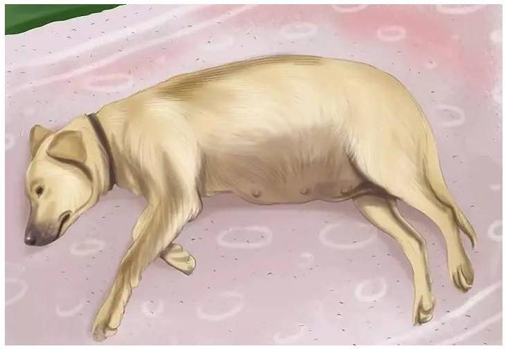 狗狗打疫苗前注意事项及禁忌,狗狗怀孕后注意事项