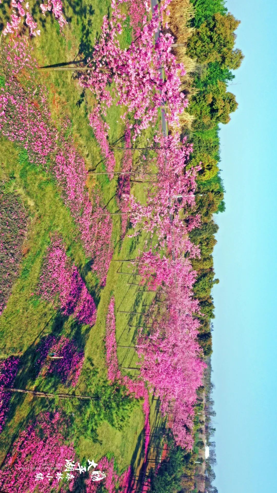 三月弥勒什么地方可以赏花,弥勒3月赏花攻略