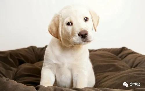 宠物的行为特点,宠物的习性