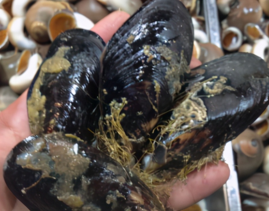 海虹为什么有红肉和白肉之分,海虹为什么有黄肉白肉