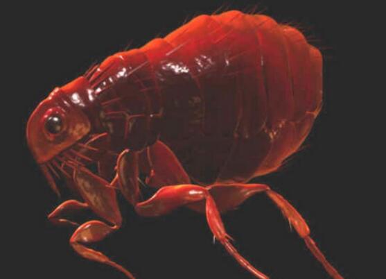 跳蚤的危害及室内灭蚤方法,跳蚤和虱子会传播疾病吗