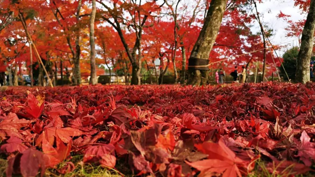 岚山哪有好玩的,日照岚山区值得去吗