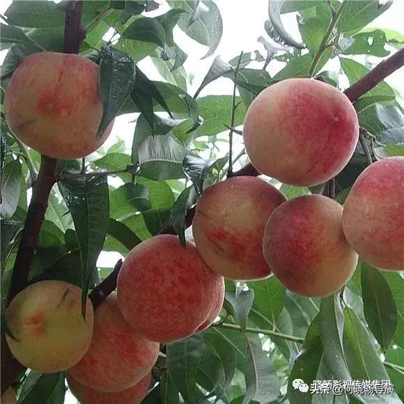 城市推介官推介家乡,武汉城市推介会