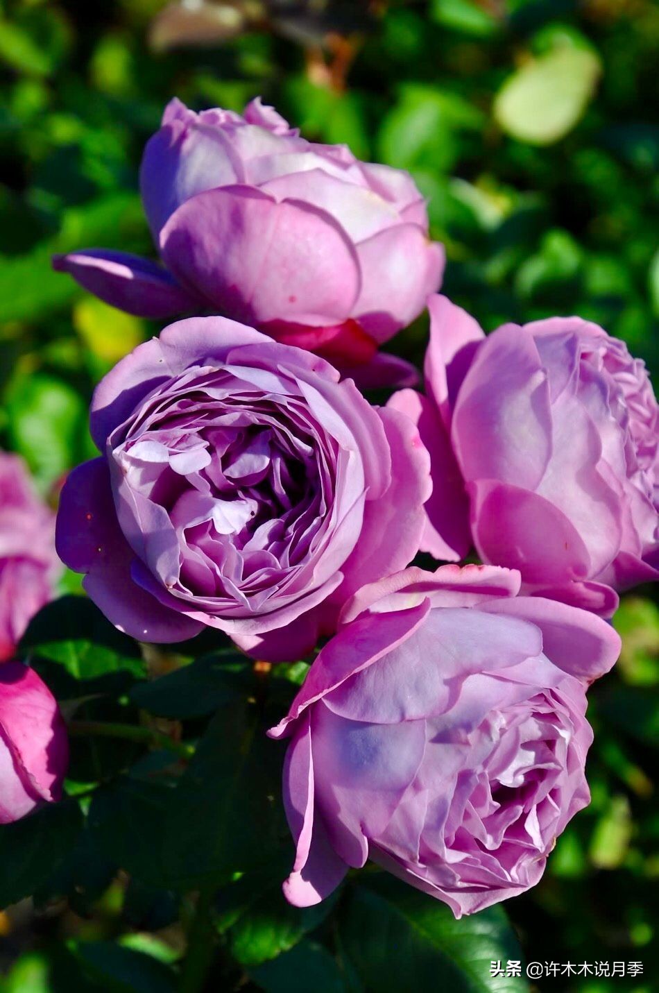 抗性强无刺月季蔷薇品种有哪些,抗性好的切花月季推荐