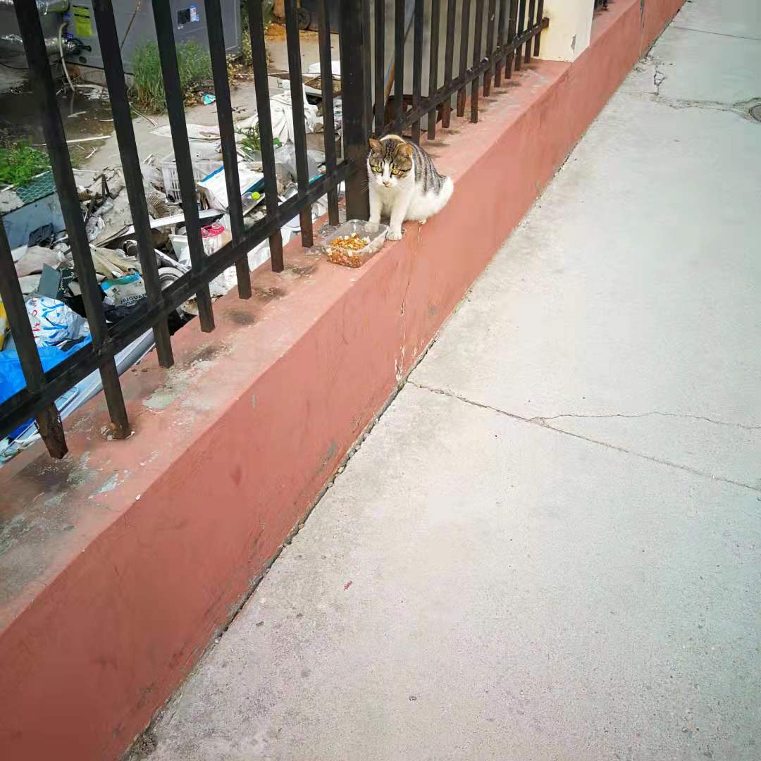 哪些猫不掉毛又有很多毛,哪些猫不掉毛爱叫乱跑