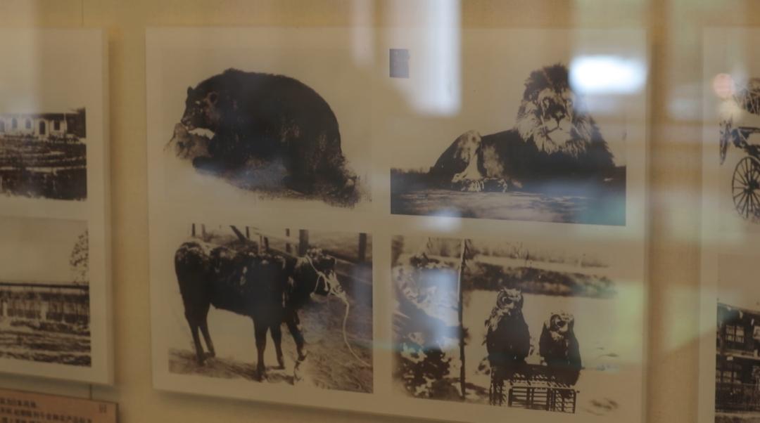 北京动物园和北京大兴野生动物园,北京动物园儿童动物园