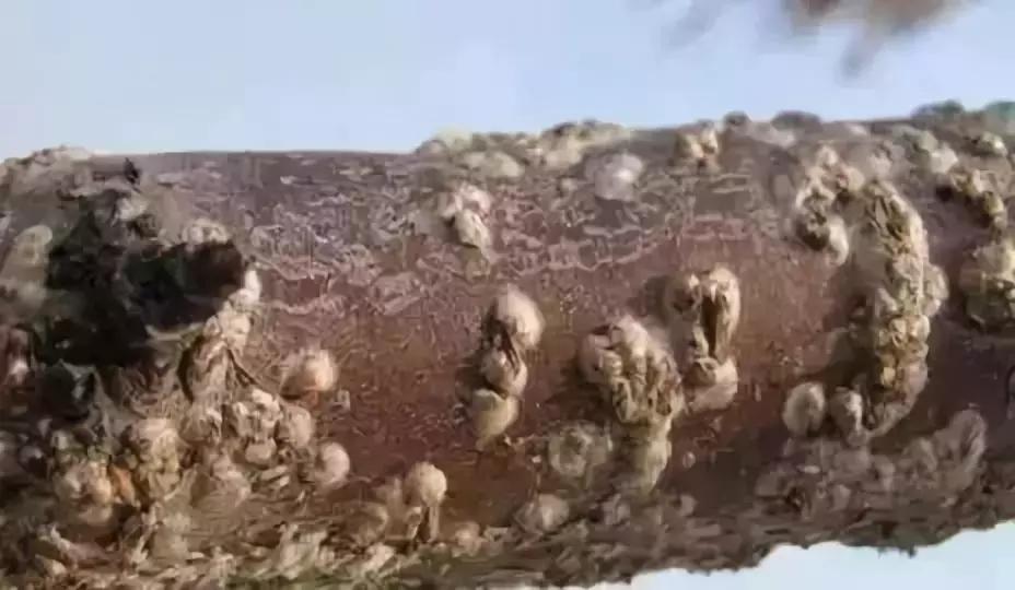 果树上蚧壳虫怎样彻底消灭,果树白色蚧壳虫怎样彻底消灭