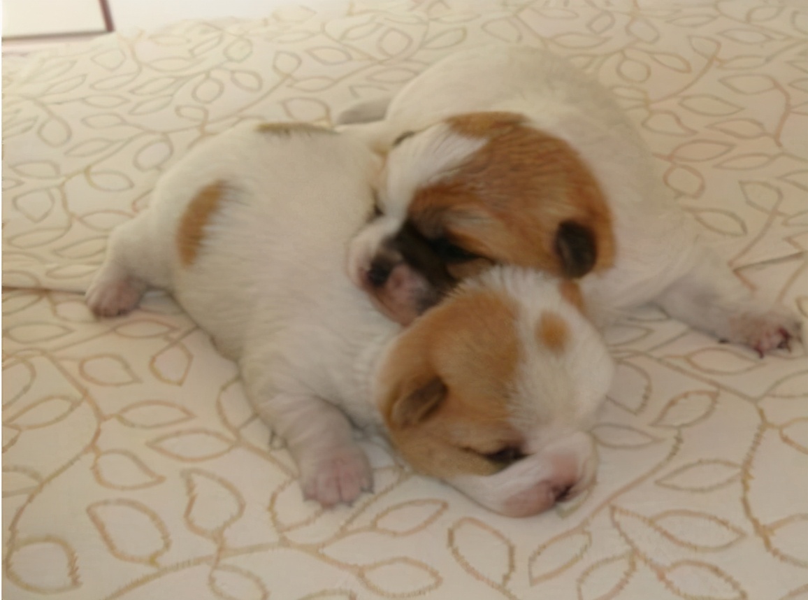 小狗晚上不停哼哼唧唧叫唤怎么办,刚到家的小狗为什么总是喜欢咬人