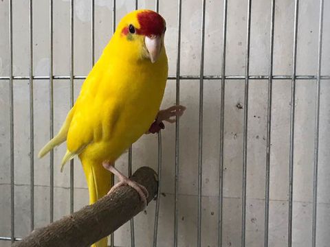 比较常见的鹦鹉有哪些,比较受欢迎的十种鹦鹉