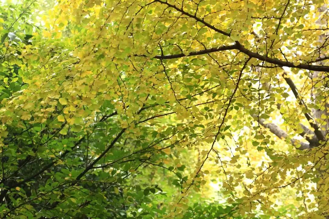 身份证410、411、412开头的，去了郑州就等于去了全世界