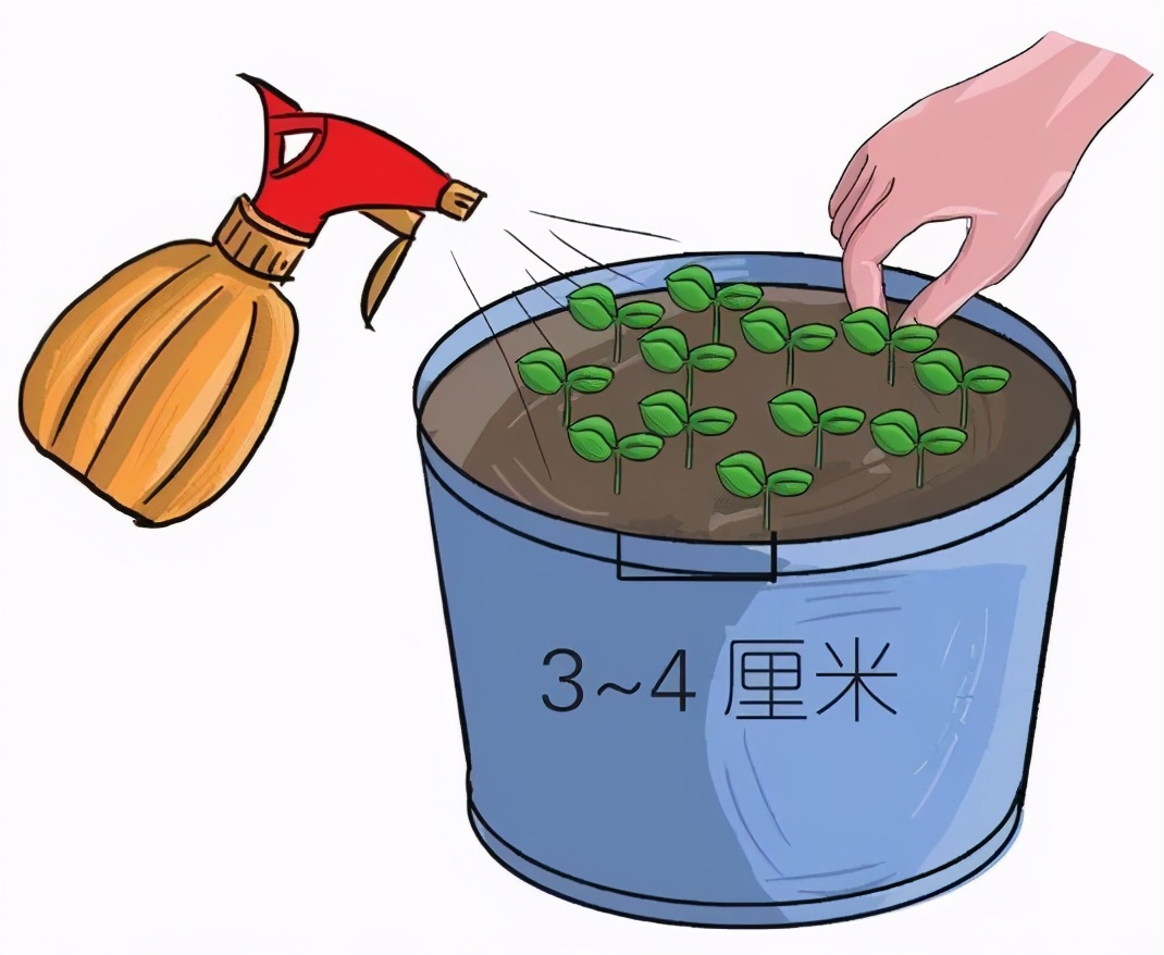 味似茴香的罗勒,叶翠、花艳、芳香四溢,实用派都盆栽在阳台上