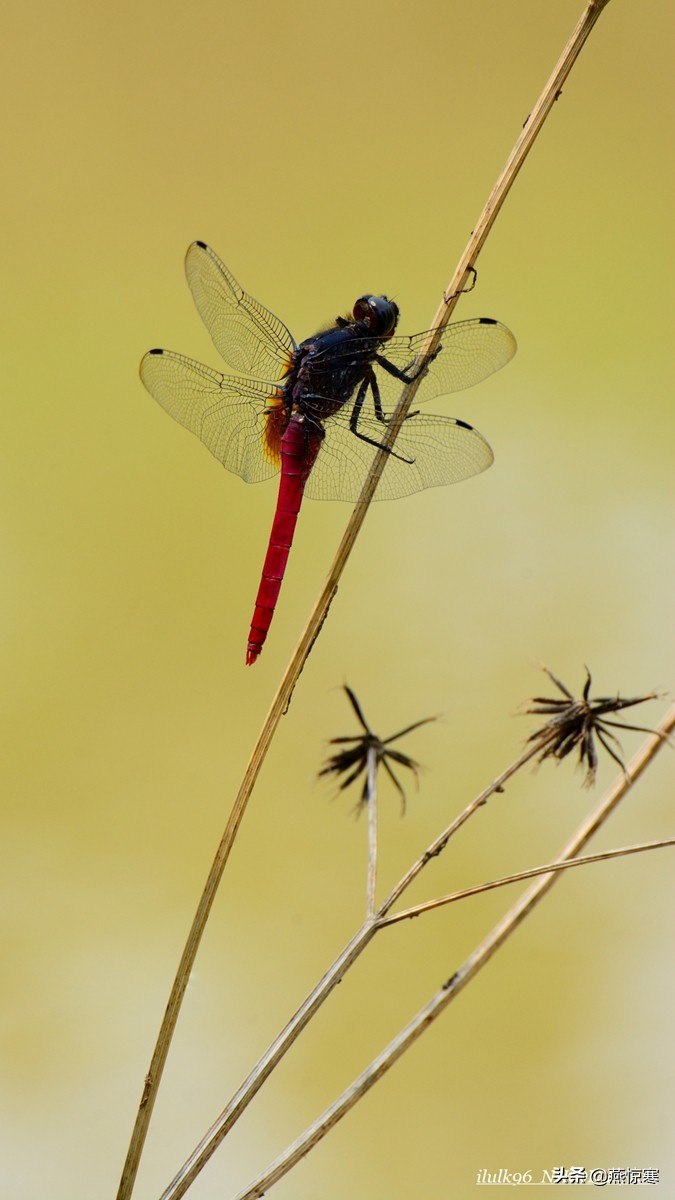 尼康单反有哪些经典镜头,尼康十大经典相机与镜头