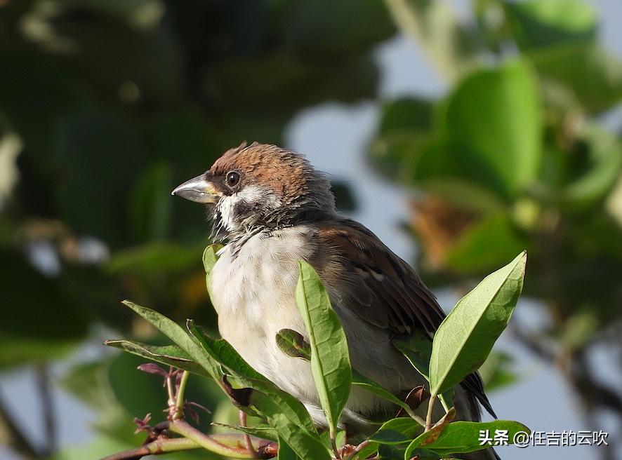尼康p1000日常拍摄和手机对比,尼康p1000是多少毫米镜头