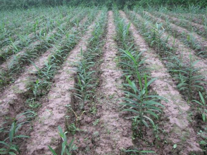 种植生姜怎么提高产量和品质,生姜新品种及种植技术有哪些