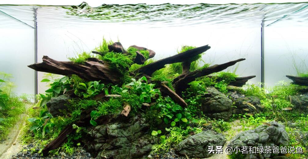 水族缸造景注意事项,屏风鱼缸假山造景误区