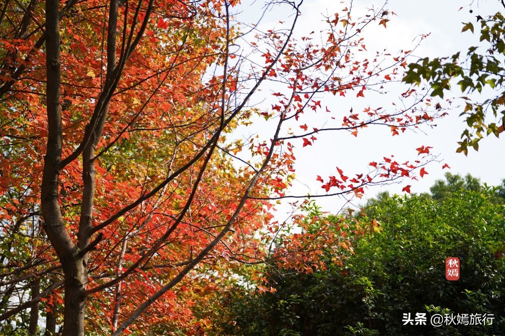 常熟网红美食盛宴,常熟网红枫林菜谱