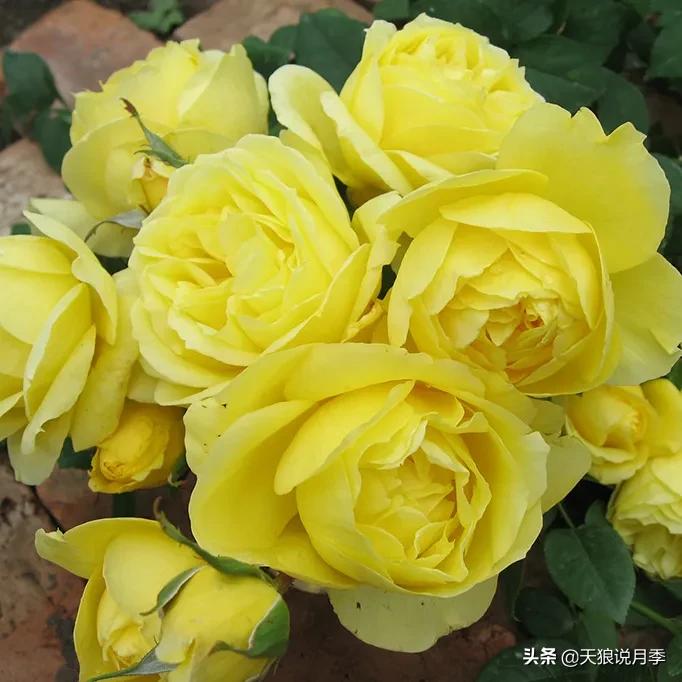 浪漫者的情怀，实用派的操作，一起来邂逅这8款法式月季