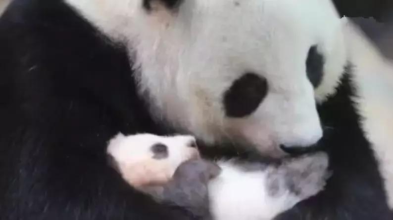 大熊猫隆仔出场,隆仔大熊猫最新消息