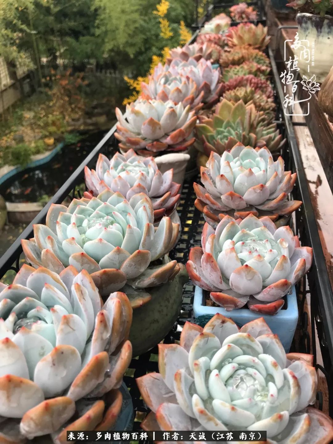 鍙拱瀵圭殑涓嶄拱璐电殑灏忔牱,鍙拱瀵圭殑涓嶄拱璐电殑鍥剧墖灞曠ず