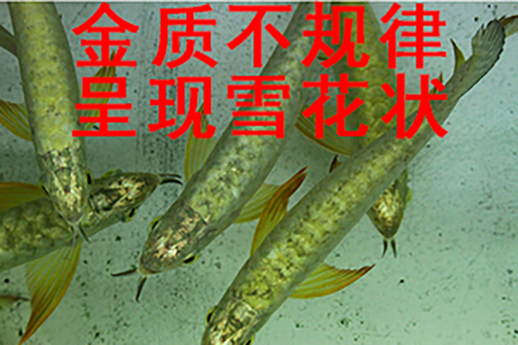 龙鱼用药大全图解,怎么分辨龙鱼是药泡的