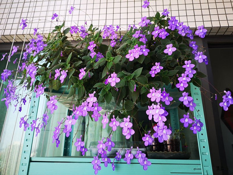 18种寓意好的花,18种花图片大全