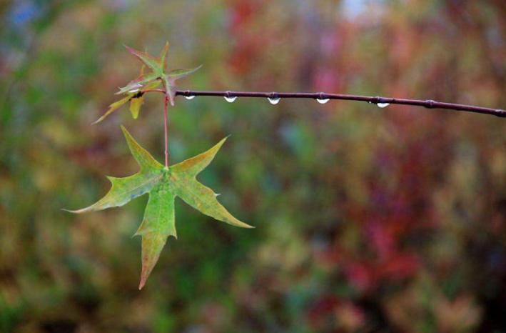 李阳民,李阳民撰七律