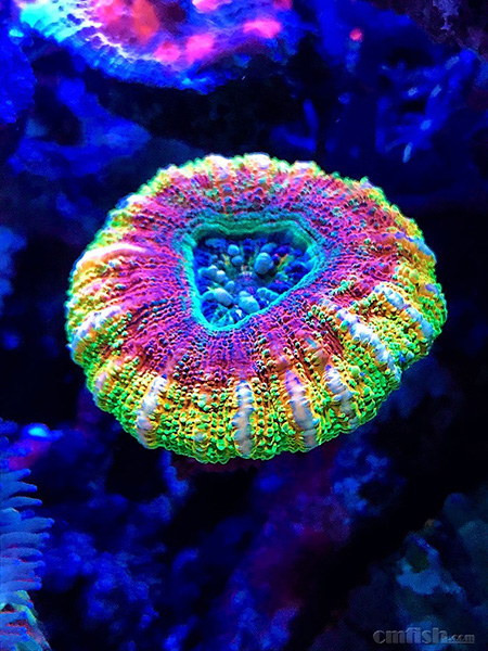 养鱼英文缩写,海水养鱼用品