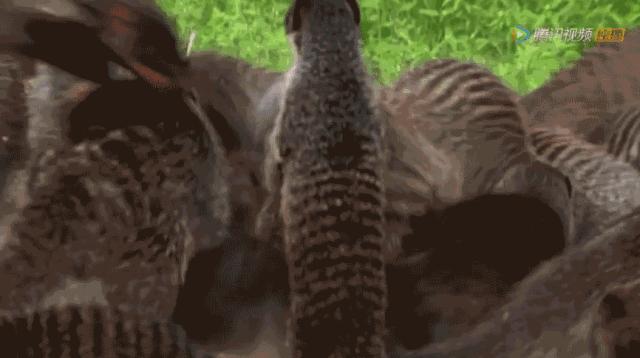 你这个坏怂，尽显渣之本色