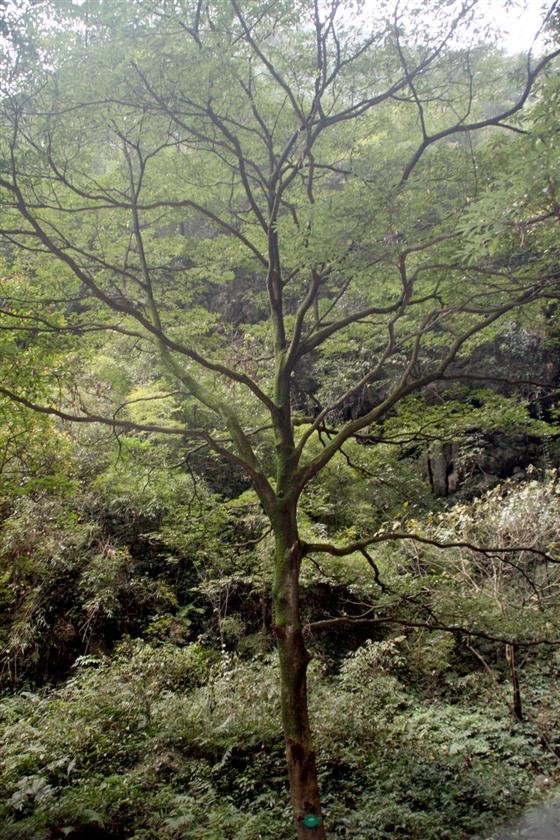 神龙峡：幽谷深深隐桃源