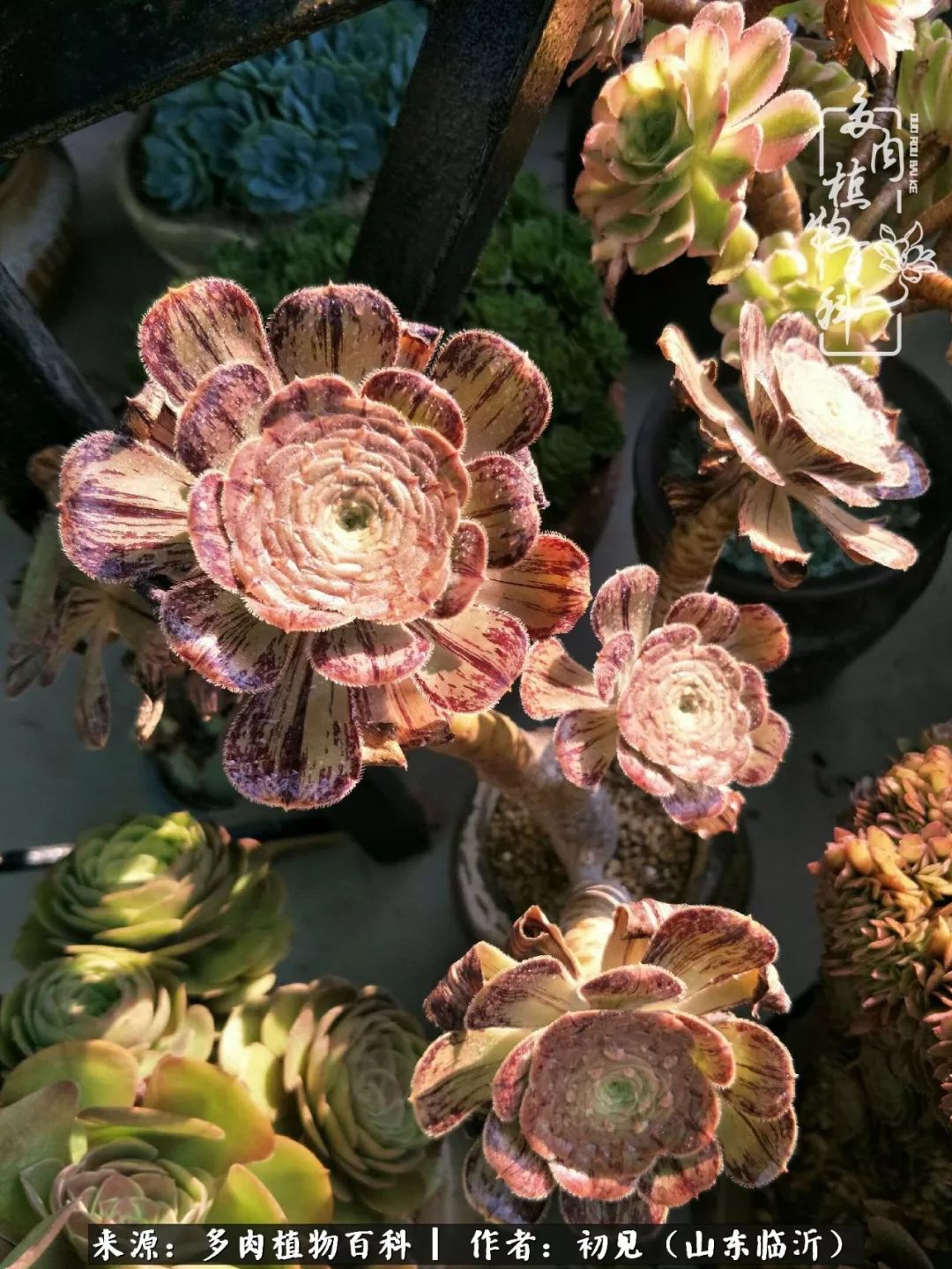 四季颜值在线的多肉,多肉的每一天