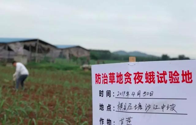 蝗灾蛾灾,蝗灾进入虫群会怎么样