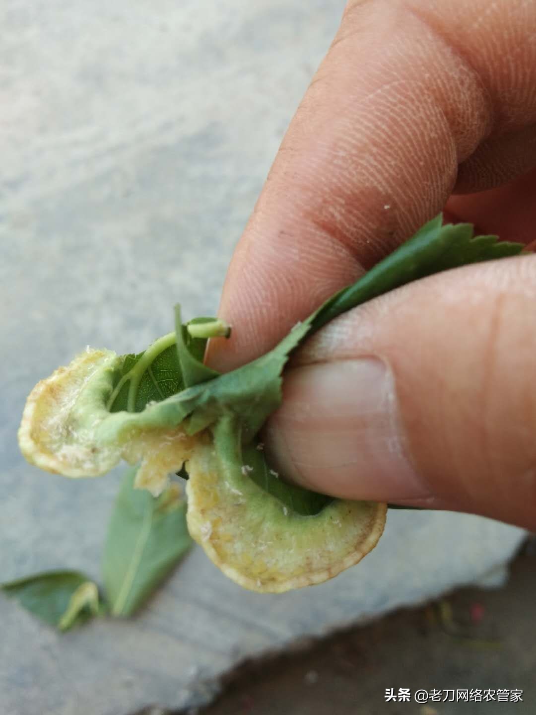 桃树春蚜的防治及有效药物,桃树枝上有球状害虫