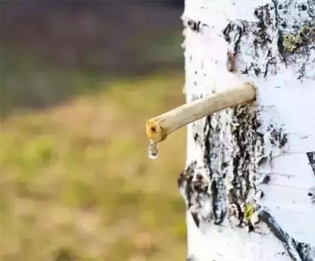 Hrein ást植序有话说：含糖量只有1%的网红桦树水你尝过没？