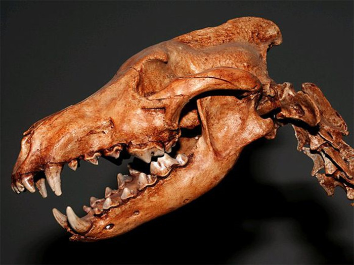 狗狗换牙会掉多少颗牙,狗换牙原来的牙齿没掉怎么办