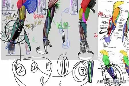 手臂分哪些肌肉结构,人体手臂肌肉结构形状
