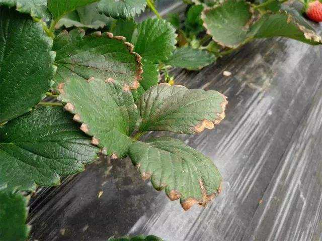 植物肥害叶片症状图片,植物肥害多久才能好转