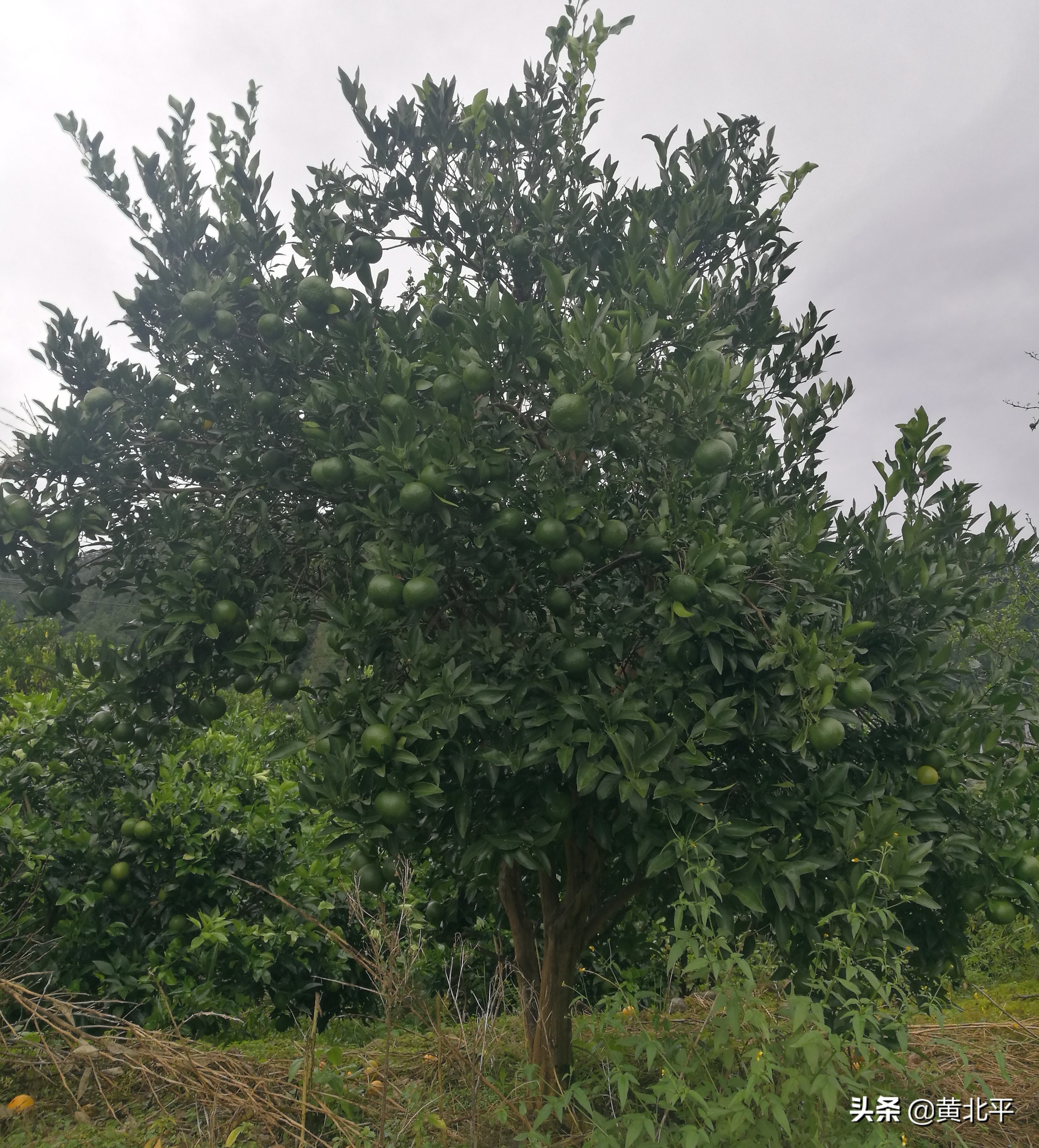 重庆秀山石堤镇保安村,秀山保安乡新农村