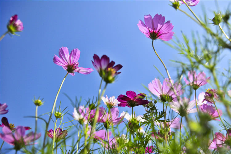 灵山小镇拈花湾樱花,无锡拈花湾樱花开