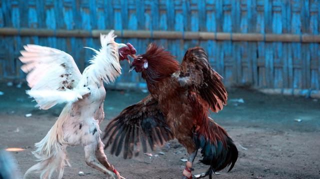 斗鸡的养殖方法和注意事项,斗鸡养殖方法和技巧