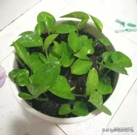 绿萝铜钱草家庭养殖,绿萝发财树黄叶子怎么办呢